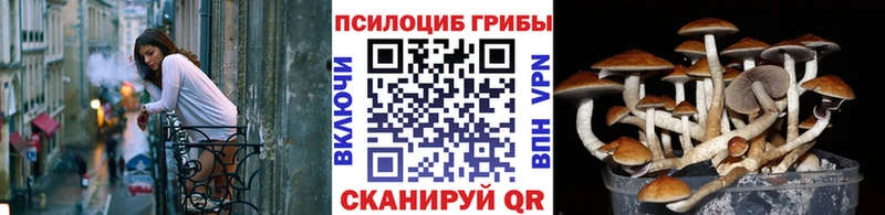 наркотики  Мирный  Псилоцибиновые грибы Psilocybe 